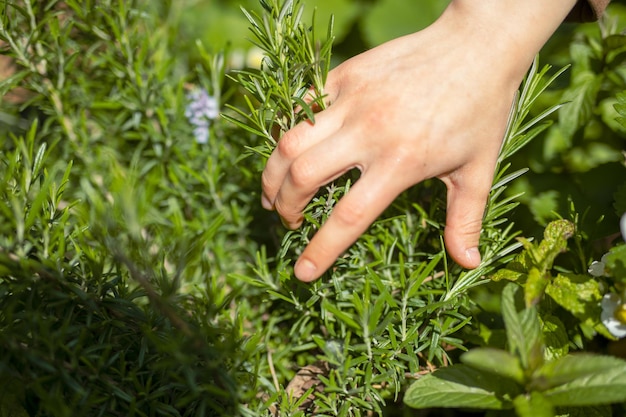 写真 手で触れる植物のクローズアップ