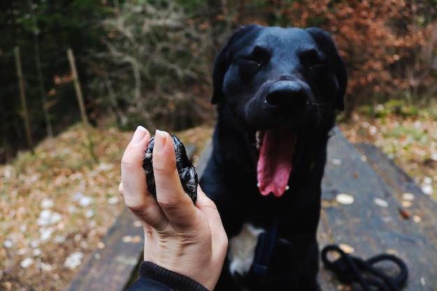 Фото Близкий план руки с черной собакой