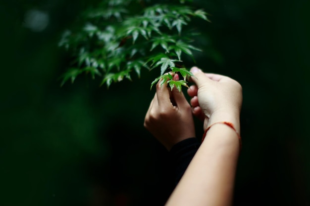 사진 식물 을 들고 있는 손 들 의 클로즈업