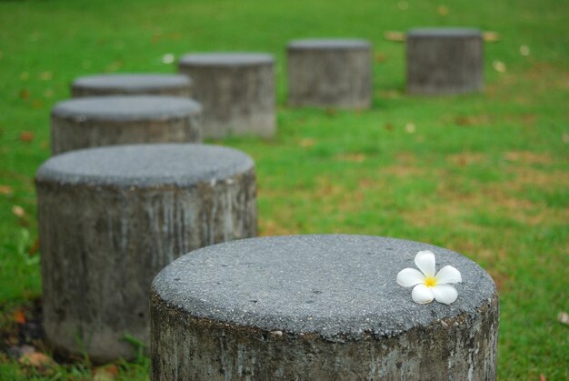 写真 草原の草のクローズアップ