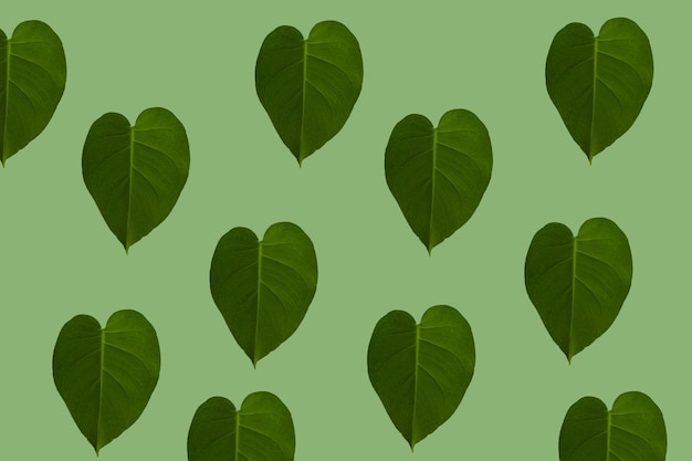 Фото Близкий план листьев в форме сердца
