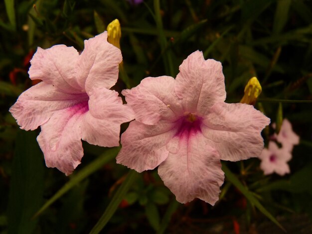 사진 야외 에서 꽃 을 피우고 있는 히비스쿠스 의 클로즈업