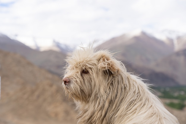 写真 インド北部のホームレス犬のクローズアップ