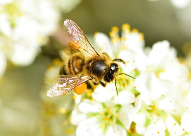 写真 花をかせている蜂のクローズアップ