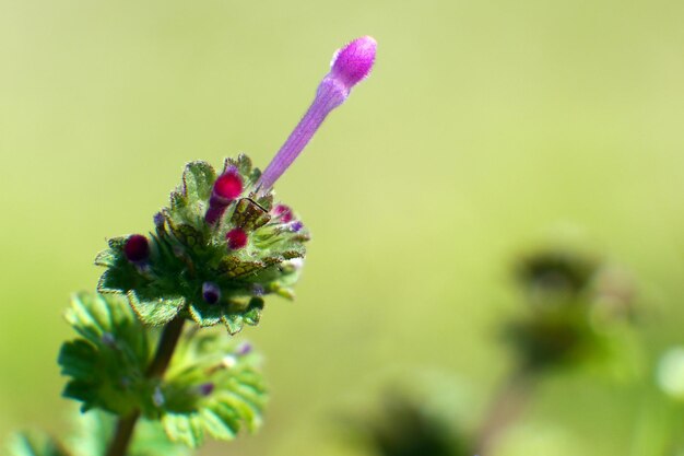 写真 花をかせている蜂のクローズアップ