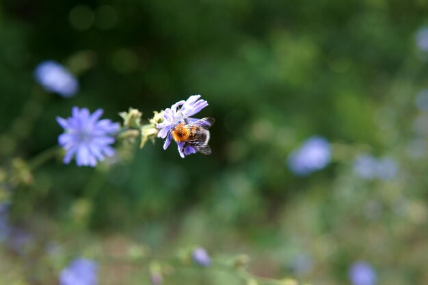 Фото Близкий план медоносной пчелы на фиолетовом цветущем растении