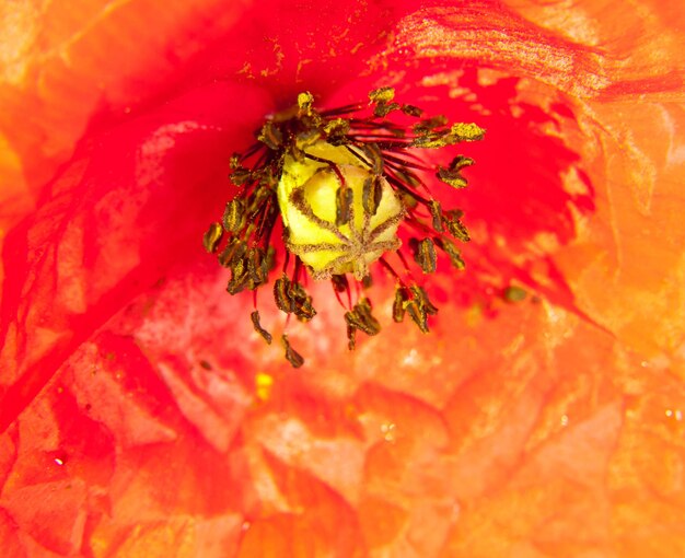 Фото Близкий план медоносной пчелы на красном цвете