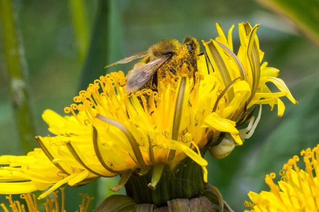 写真 太陽<unk> の 上 の 蜂 の クローズアップ