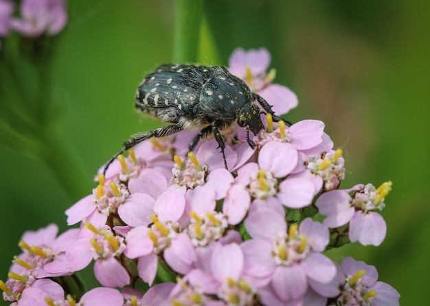 写真 ピンクの花に受粉するミツバチのクローズアップ