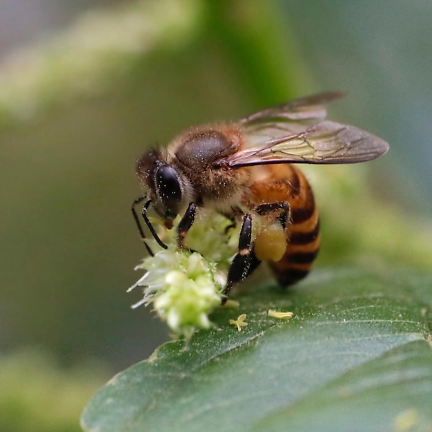 写真 蜂が食べている時のクローズアップ