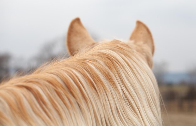 写真 空に照らされた馬のクローズアップ