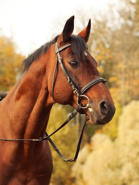 写真 空に照らされた馬のクローズアップ