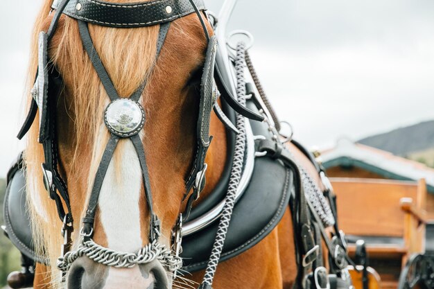 写真 馬車のクローズアップ