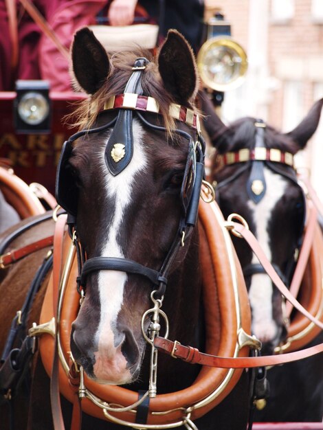 写真 馬車のクローズアップ