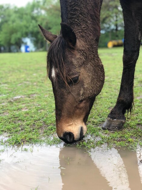 写真 馬の飲料水のクローズアップ