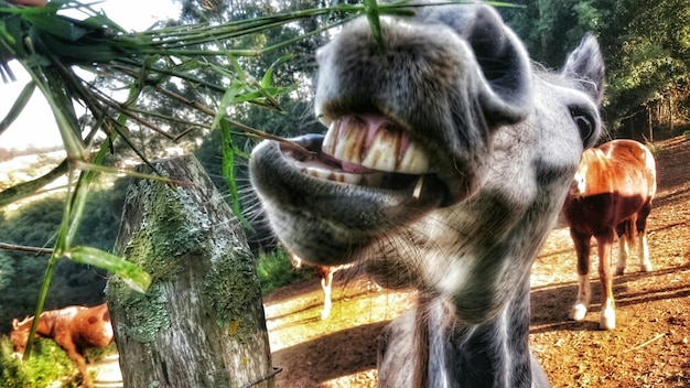 写真 野原で馬を食べる植物のクローズアップ