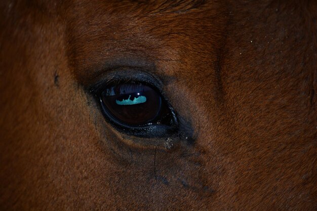 写真 馬の眼のクローズアップ