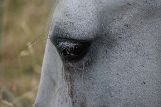 Фото Близкий взгляд на глаз лошади