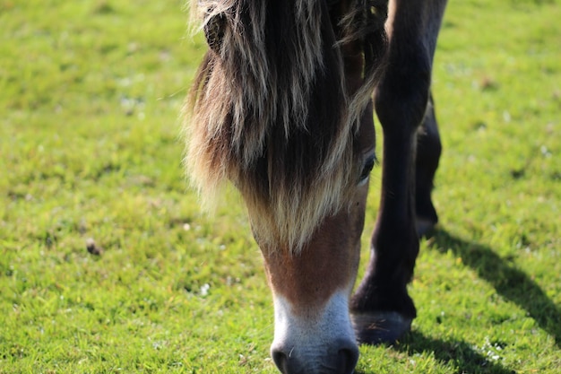 写真 野原で牧草をしている馬のクローズアップ