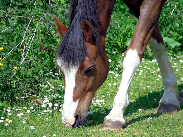 写真 野原で牧草をしている馬のクローズアップ