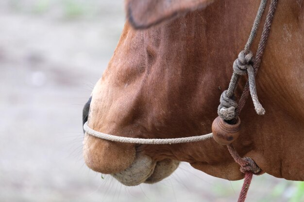 写真 牧場の馬のクローズアップ