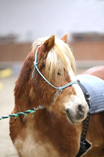 写真 牧場の馬のクローズアップ