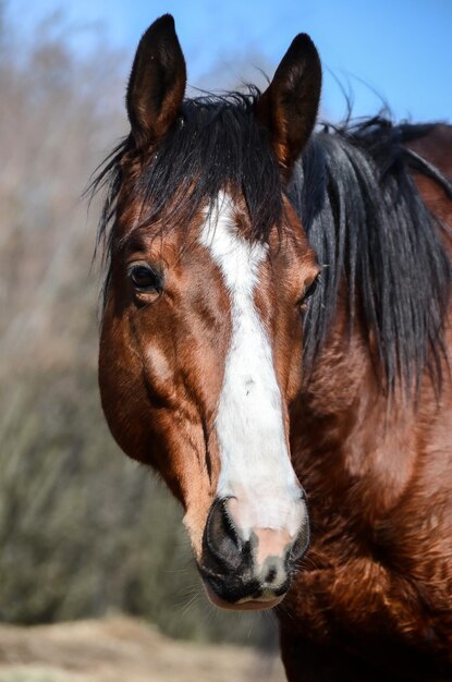 写真 牧場の馬のクローズアップ