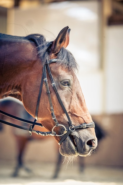 写真 馬舎の馬のクローズアップ