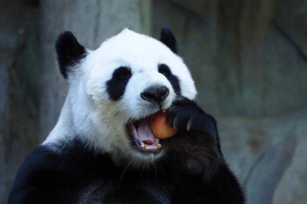 写真 動物園の馬のクローズアップ