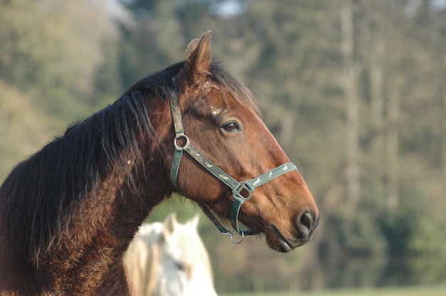 写真 フィールドでの馬のクローズアップ