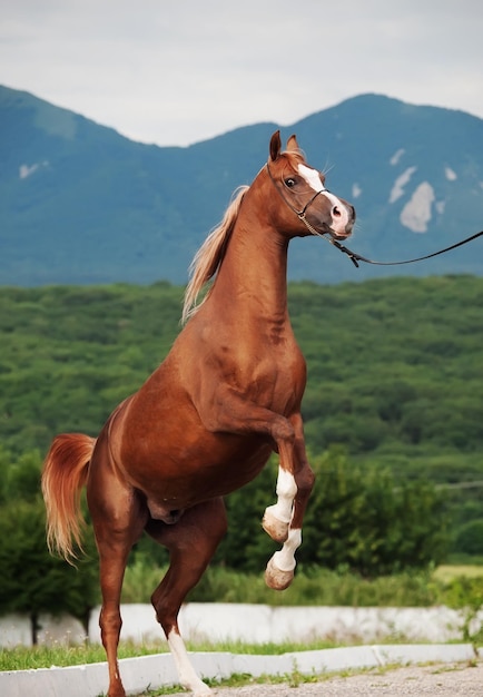 Фото Клоуз-ап лошади на пейзаже на фоне неба