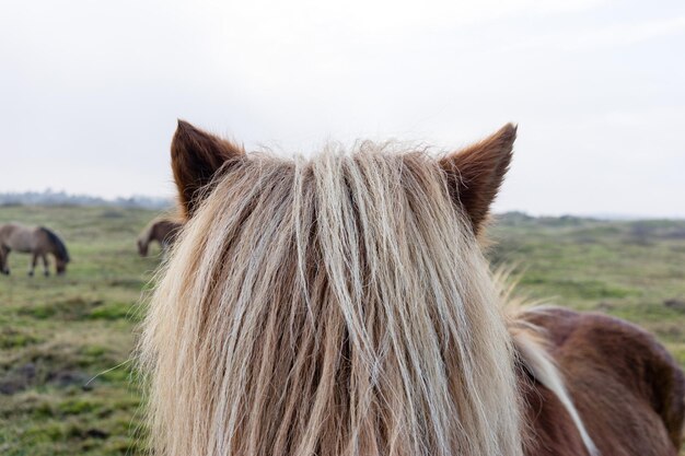 Фото Клоуз-ап лошади, стоящей на поле на фоне неба