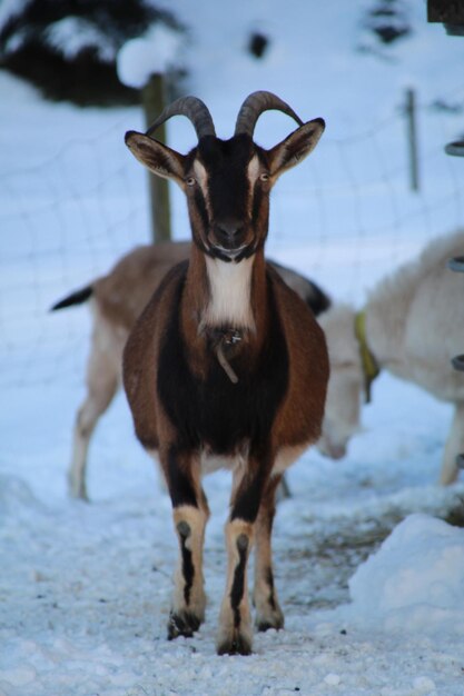 写真 雪の畑に立っている馬のクローズアップ