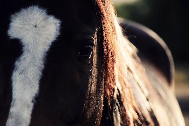 写真 馬のクローズアップ