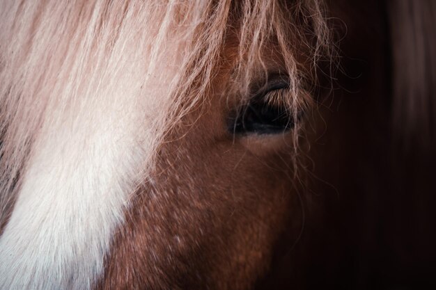 写真 馬のクローズアップ