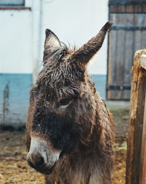 写真 馬のクローズアップ