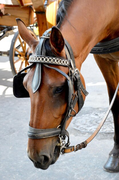 写真 馬のクローズアップ