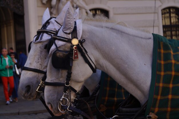 写真 馬のクローズアップ