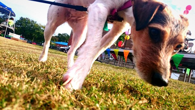 写真 馬のクローズアップ