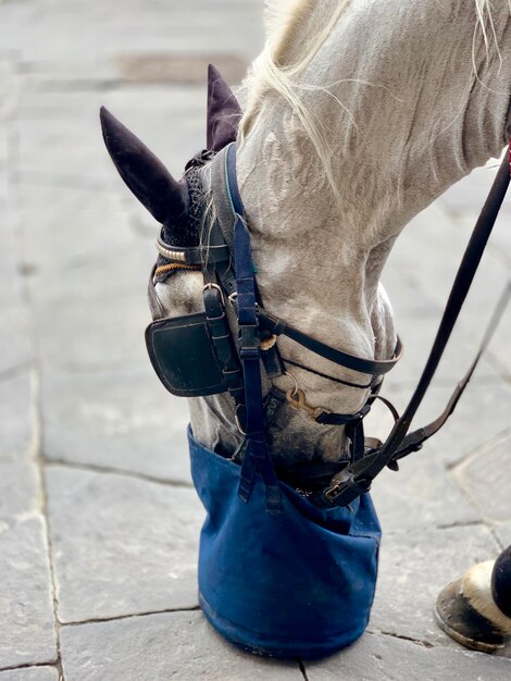 写真 馬のクローズアップ