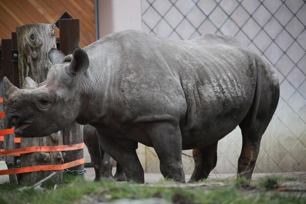 写真 馬のクローズアップ