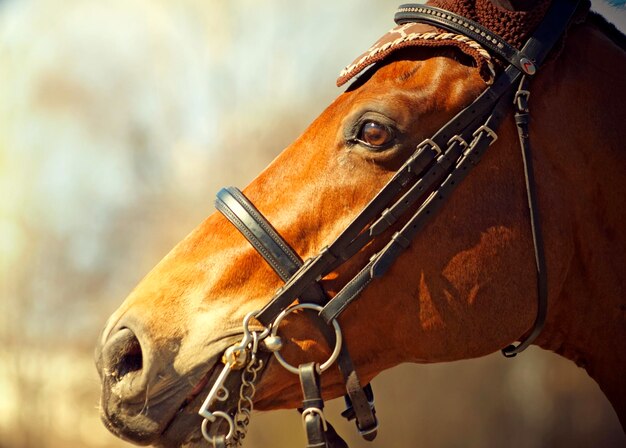 写真 馬のクローズアップ