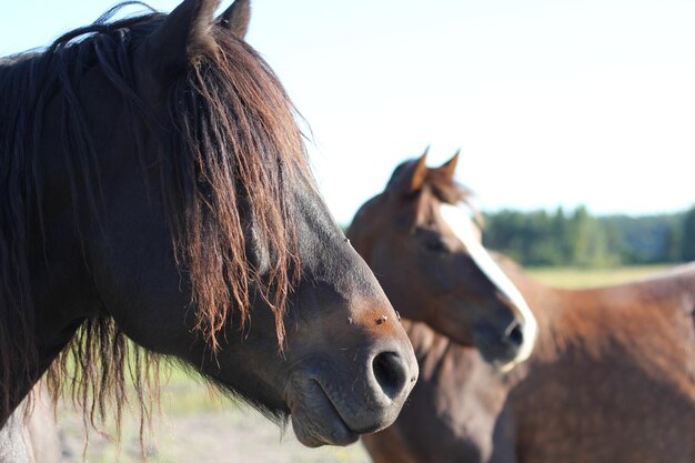 写真 馬のクローズアップ