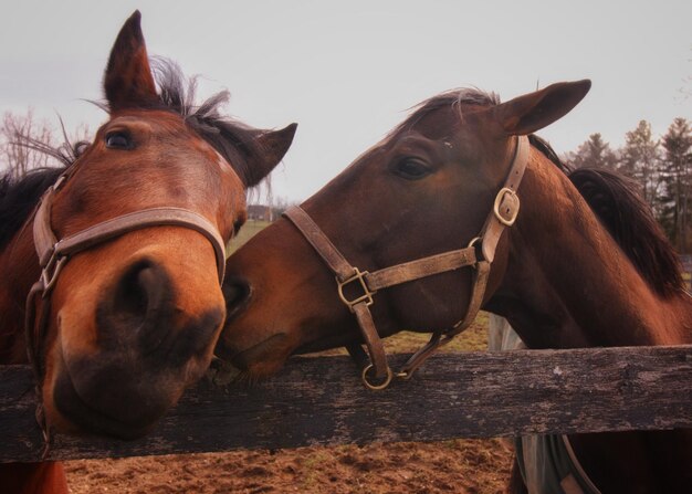 写真 馬のクローズアップ