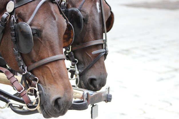 写真 馬のクローズアップ