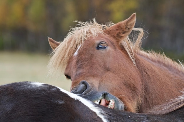 写真 馬のクローズアップ