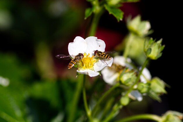 写真 ホワイトポピーの花に受粉するホーバーフライのクローズアップ