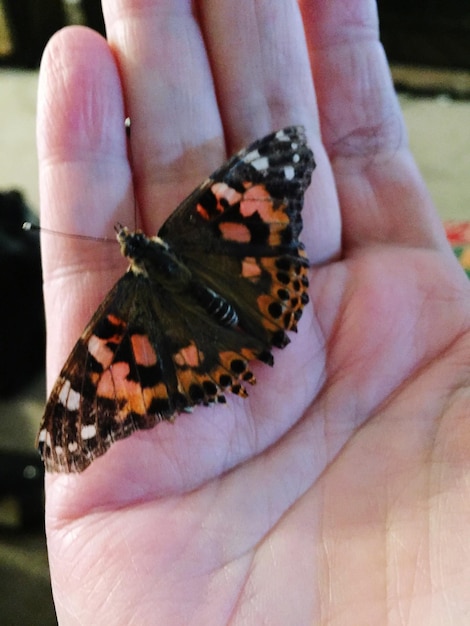 Фото Близкий план человеческой руки, держащей бабочку