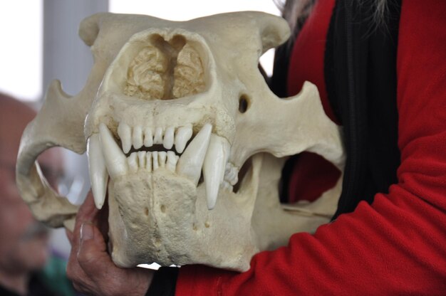 写真 人間の頭蓋骨のクローズアップ