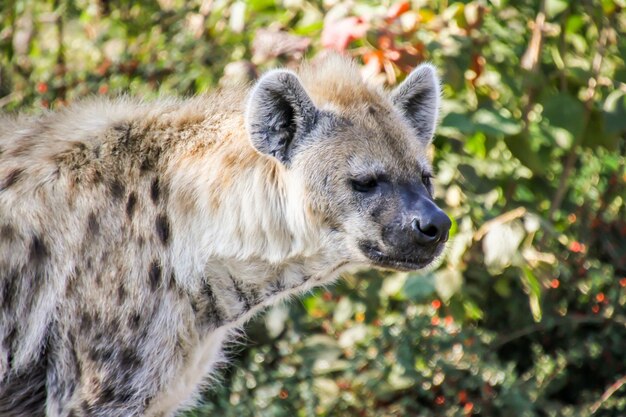 写真 ハイエナが植物から目を離すクローズアップ